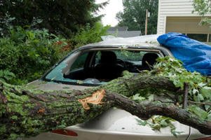 Tree on car